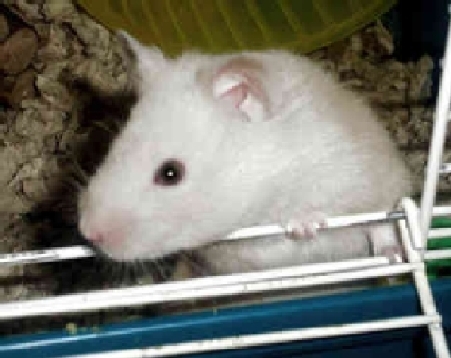 Research with Hamsters