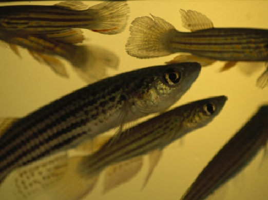 Research with Fish