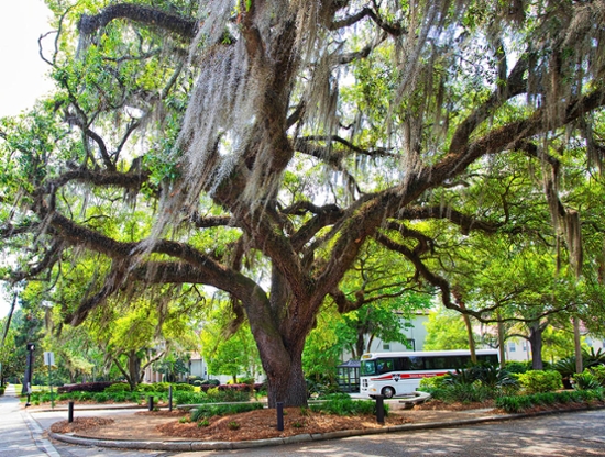 Graduation Tree