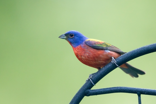 bird-on-branch