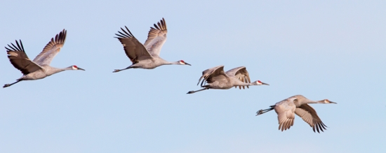 birds-in-flight