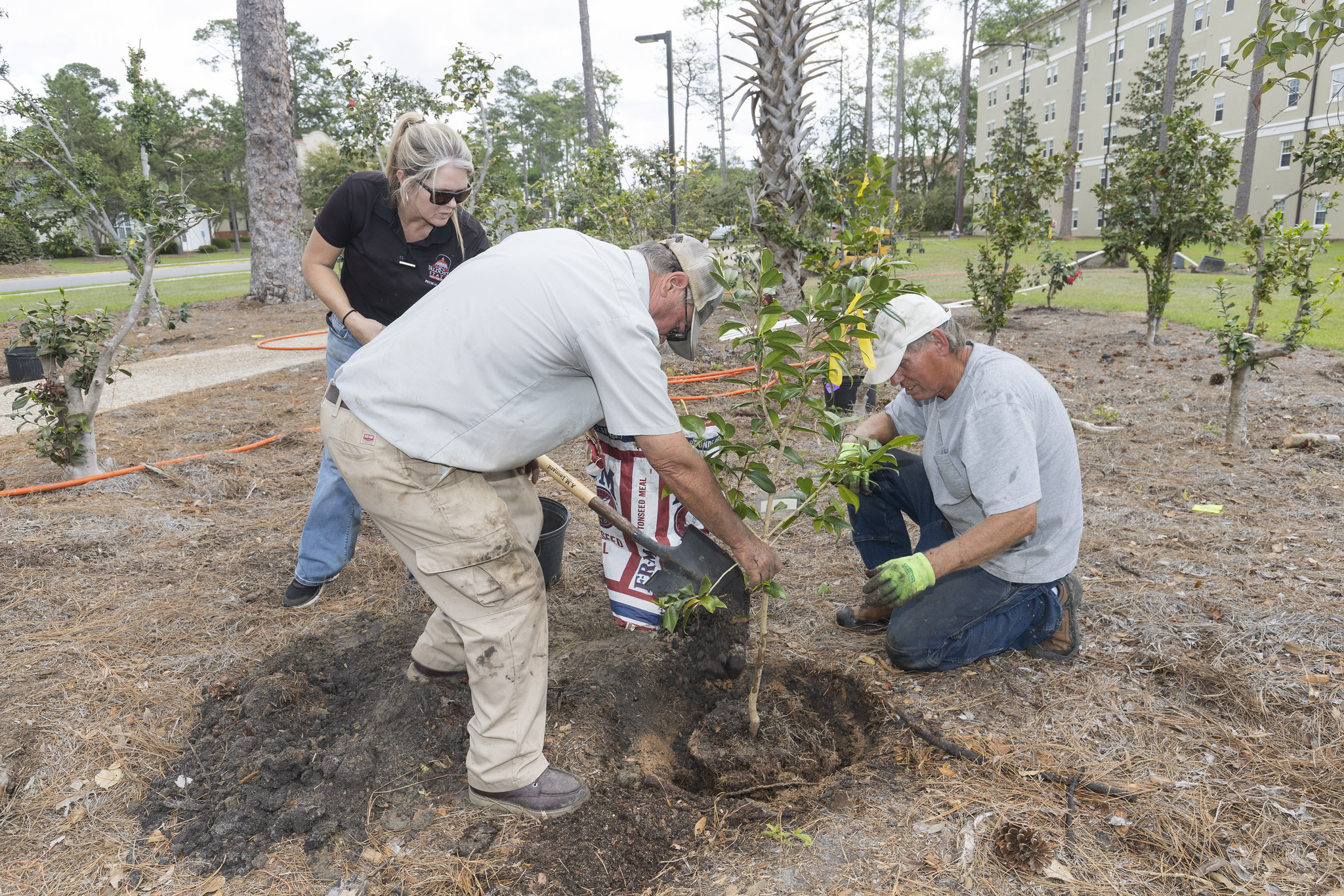 three people planting a camellia plant on the campus of vsu