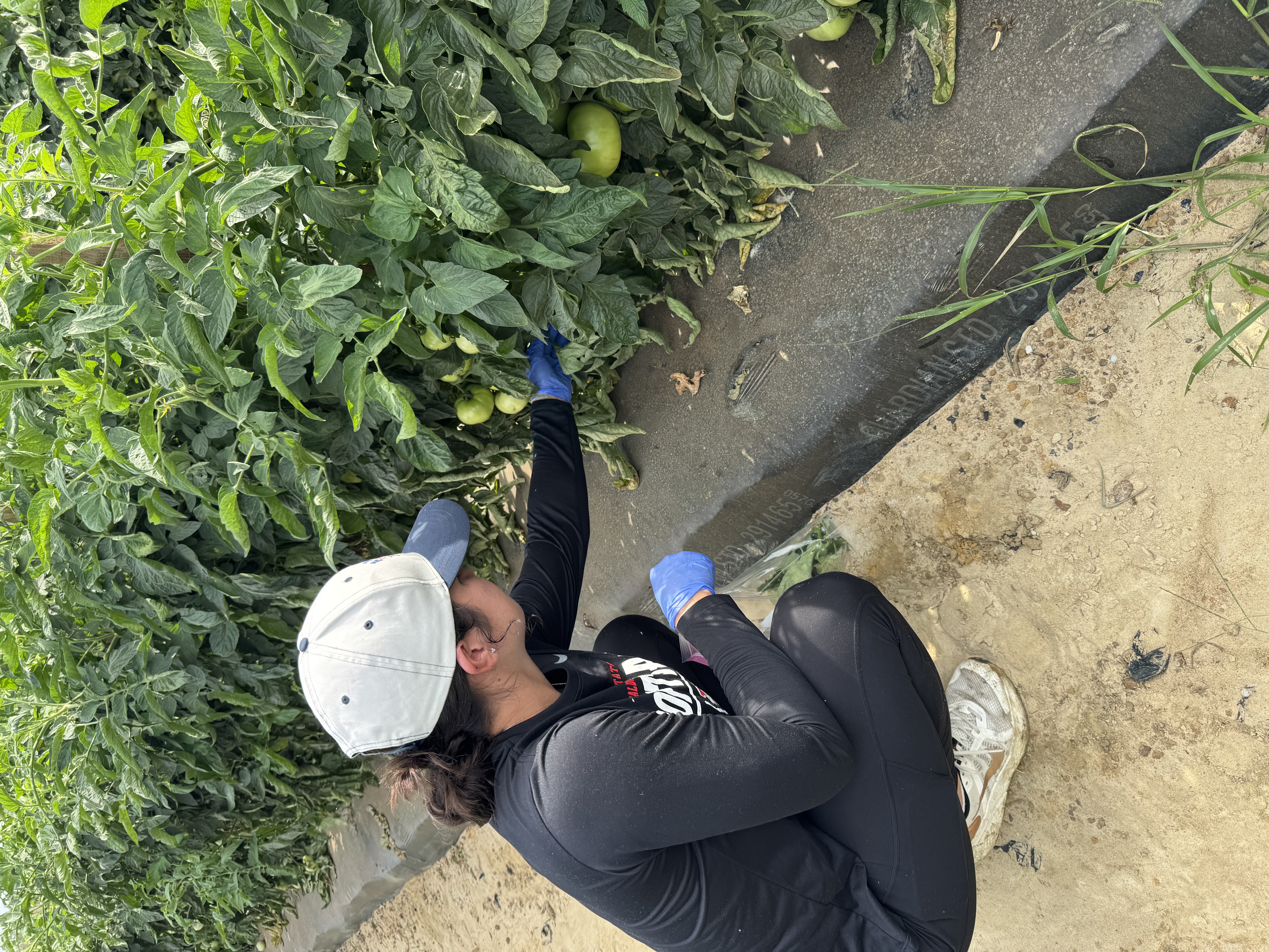 student conducting research on tomatoes in the field