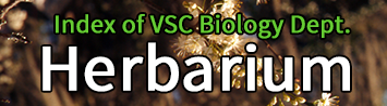 Herbarium Slide Index