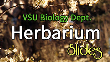Herbarium Slides Photos