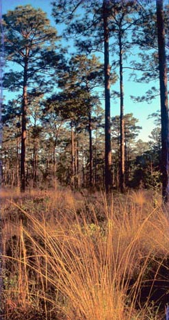 Long leaf pinetree and wiregrass