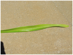 agapanthus leaf