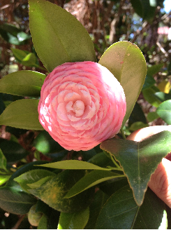 camelliajaponicaflower