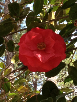 camelliareticulataflower