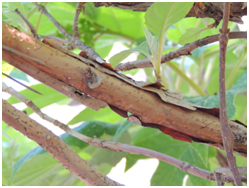oakleafhydrangeastem