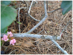 pinkindianhawthornstem