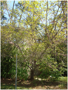 A full picture of the Redbud tree