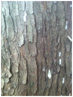 redcedarbark