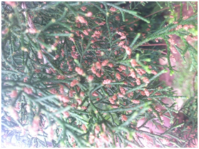 redcedarpollencone