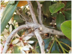 whiteindianhawthornstem