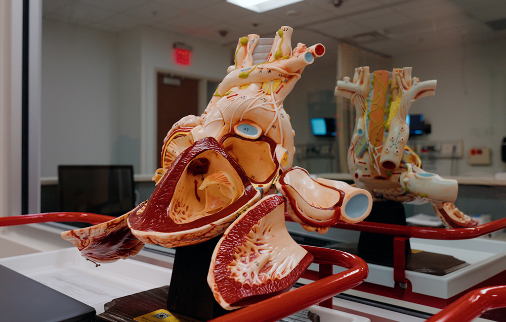 Nursing Image of a model Heart