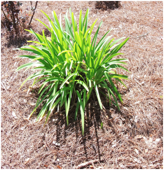 agapanthus full