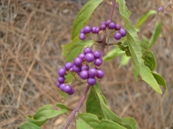 americanbeautyberryfruit