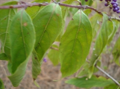 americanbeautyberryleaf