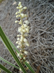 aztecgrassflowers