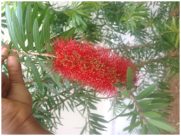 bottlebrushflower