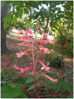 buckeyeflower