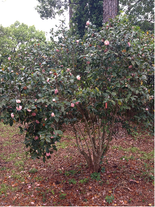 camelliajaponicafull