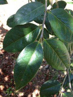 camelliareticulataleaf