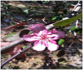 crabappleflower