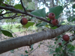 crabapplefruit