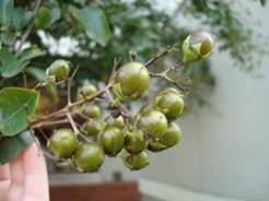 crepemyrtlefruit