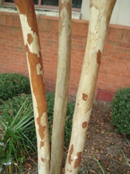 crepemyrtlestem