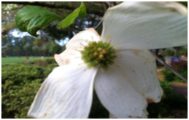 dogwoodflower