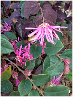 fringebushflower