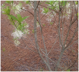 fringetreebark