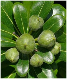 greenpittosporumfruit