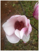 japanesemagnoliaflower