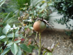knockoutrosefruit