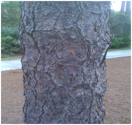 longleafpinebark