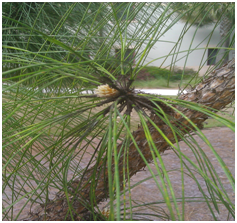 longleafpineleaf