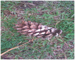 longleafpineseedcone