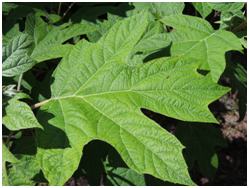 oakleafhydrangealeaf