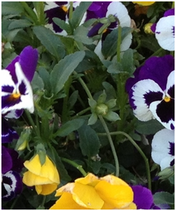 pansy