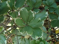 pittosporumvariegatedleaf