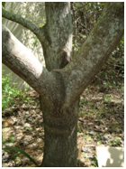 Redbud bark