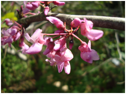 Redbud flowers