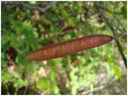 Redbud fruit