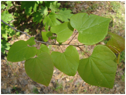 Redbud leaves