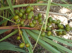 sawpalmettofruit