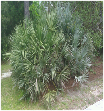 sawpalmettofull